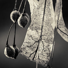 Autumn Leaf & Seed Pods