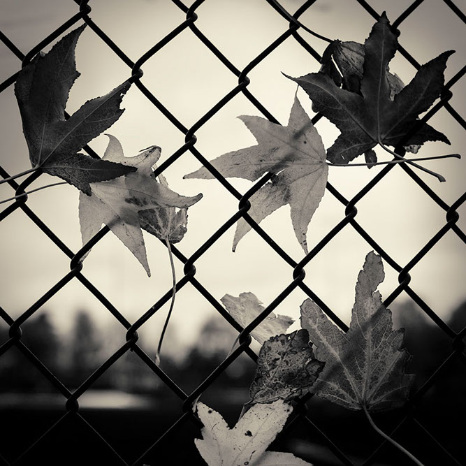 Autumn Leaves In Fence