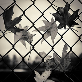 Autumn Leaves In Fence