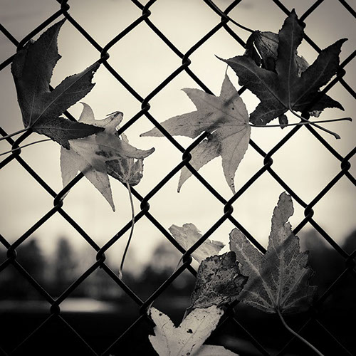 Autumn Leaves In Fence
